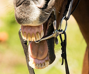 Horse Mouth Open Showing Teeth And Bit My Horse Handbook